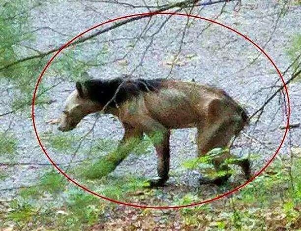 Đang ngủ thì thấy lợn kêu thảm thiết, chủ chạy ra rồi chứng kiến quái thú: Con gì đây?