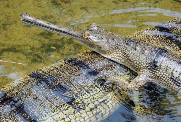 Cứ 5 loài bò sát thì có 1 loài sắp tuyệt chủng