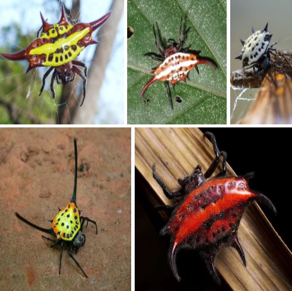 Có "bầu" nhưng không phải sản phụ, được mệnh danh là sinh vật đến từ địa ngục nhưng loài nhện này lại hoàn toàn vô hại với con người