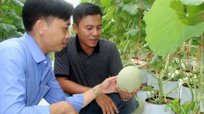 Vườn dưa lưới ở xã Nghi Long cho thu nhập 300 triệu đồng/ năm.