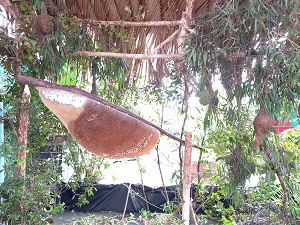 Cà Mau: Xác lập Kỷ lục Tổ ong lớn nhất Việt Nam