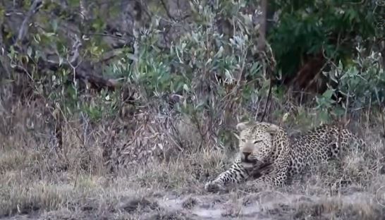 Báo hoa mai đánh nhau kịch liệt để giành lãnh thổ thì bị kẻ thù lao vào: Kết cục ra sao?