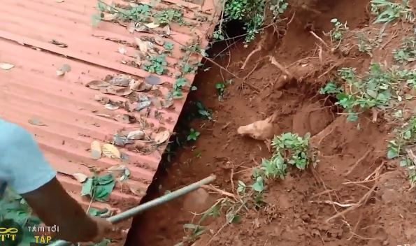 Sau trận lở đất, chó mẹ cất tiếng kêu cứu thảm thương, phép màu có xảy ra?