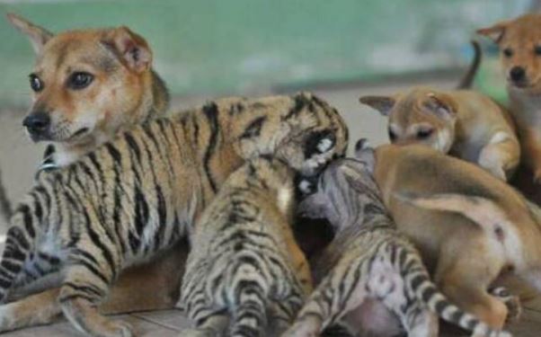 Đem 3 chú hổ về nhà nuôi, phản ứng của chó cưng khiến chủ bất ngờ