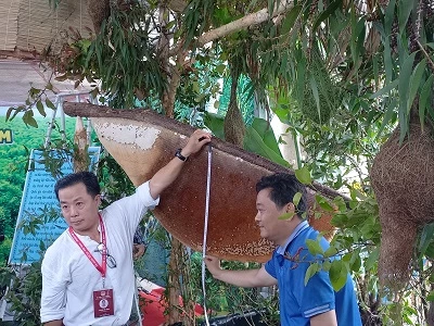 “Tổ ong lớn nhất Việt Nam” vừa được tổ chức kỷ lục Việt Nam xác lập ngày 29/4.