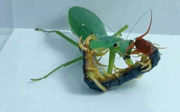 Bọ ngựa tử chiến rết độc, cuộc vật lộn cam go sẽ có kết quả ra sao?