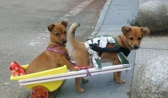 Chú chó bị liệt bẩm sinh, hành động của 'người anh' cùng đàn khiến chủ nhân xúc động