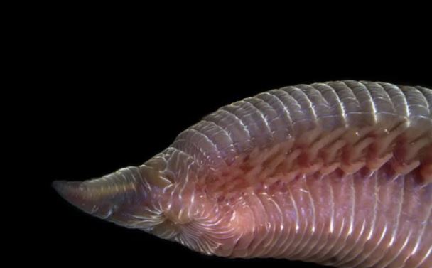 Tại sao giun máu, loài động vật không xương sống lại có thể sở hữu những chiếc răng nanh đáng sợ như sâu cát trong Dune?