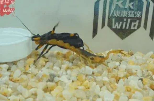 Bọ cạp gặp phải 'sát thủ': Kẻ chuyên vác xác con mồi trên lưng sau khi hút dịch nạn nhân!