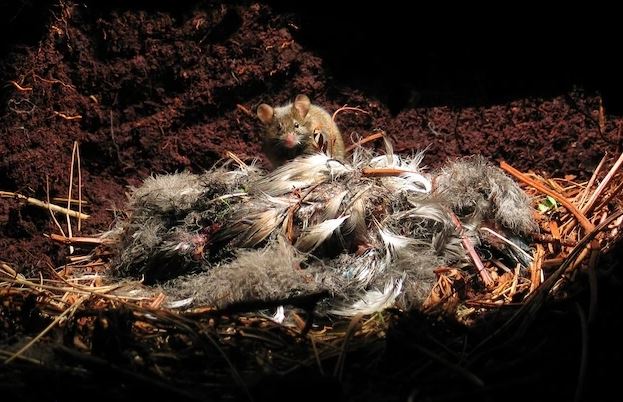 Bị con người bỏ lại trên đảo hoang 200 năm, những con chuột nhà đã tiến hóa thành một loài ăn thịt khát máu