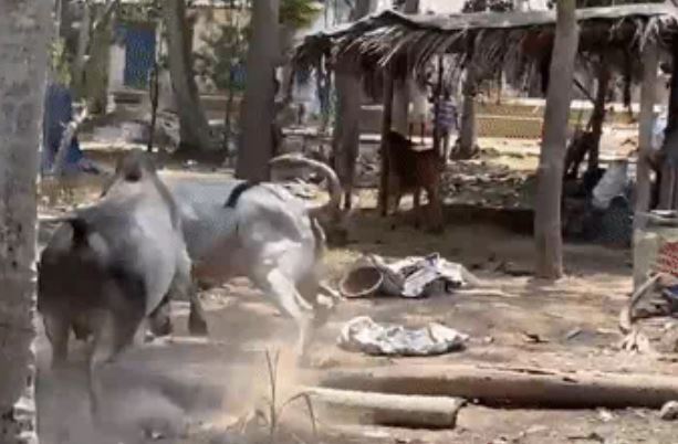 Thấy bạn tình bị ve vãn, bò đực lao vào tấn công khiến nhiều người bỏ chạy tán loạn