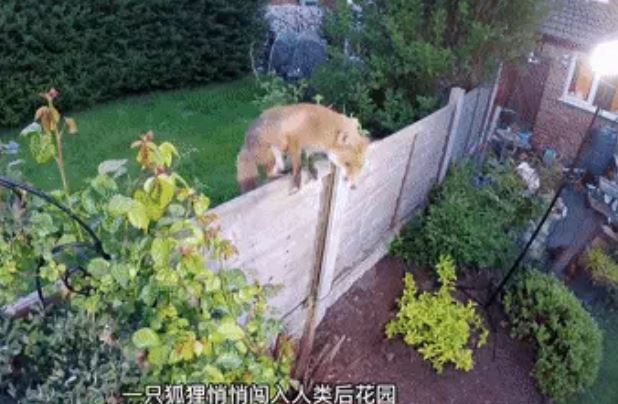 Con cáo lẻn vào ngôi nhà ăn trộm thức ăn suốt 3 năm, chủ nhà phát hiện và cái kết bất ngờ