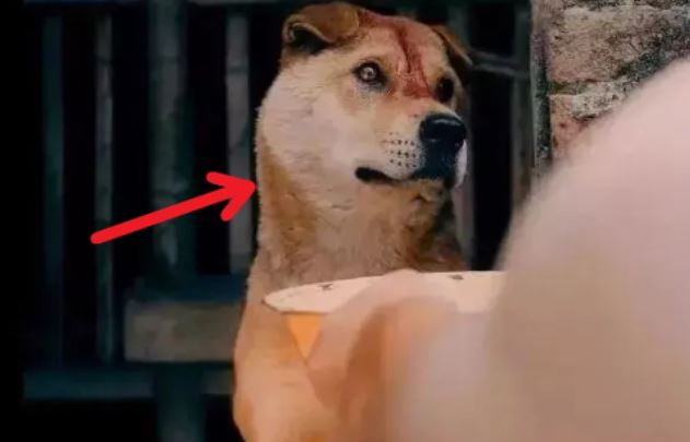 Chó nhà đi "vui vẻ" bên ngoài, về đẻ ra đàn con kỳ lạ, chủ vừa thấy đã thốt lên: Giàu rồi!