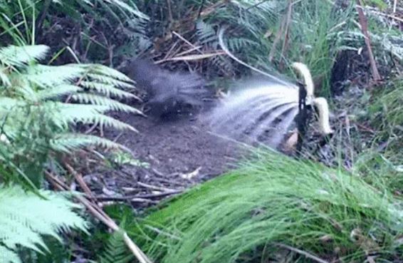 Loài chim có phong cách "tán gái" vô địch thiên hạ: Khi tình yêu rốt cục cũng chỉ là một cú lừa cay đắng