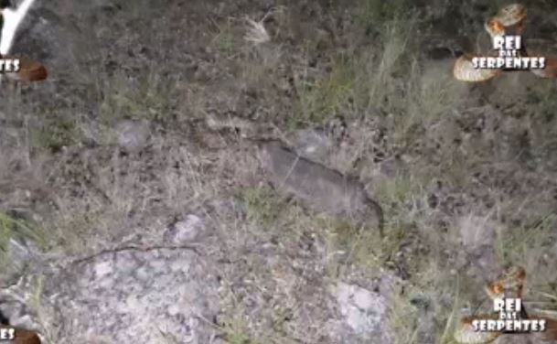 Rắn độc chưa kịp vui mừng khi gặp được con 'chuột' này thì đã bị làm thịt ngay sau đó