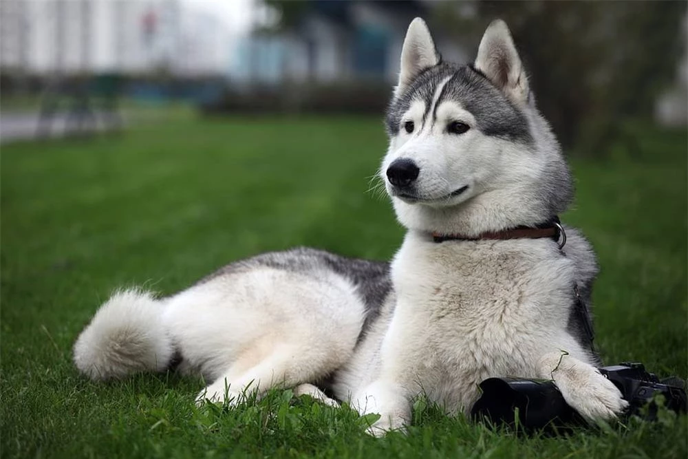 Chó Husky cậy to bắt nạt chó con, 1 năm sau cục diện thay đổi nhìn thấy đối phương là chạy - Ảnh 1.