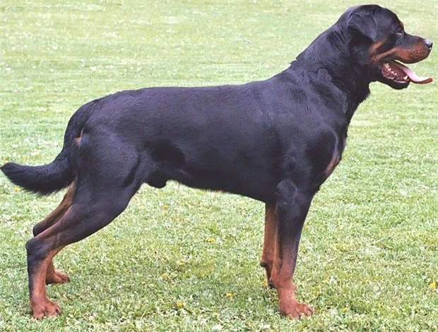 Chó Husky cậy to bắt nạt chó con, 1 năm sau cục diện thay đổi nhìn thấy đối phương là chạy - Ảnh 2.