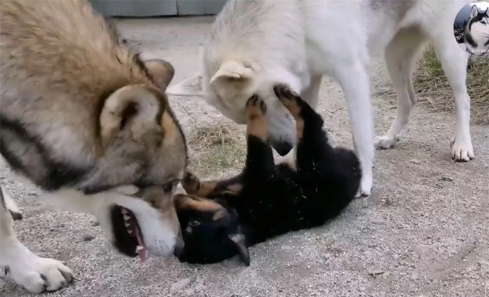Chó Husky cậy to bắt nạt chó con, 1 năm sau cục diện thay đổi nhìn thấy đối phương là chạy - Ảnh 3.