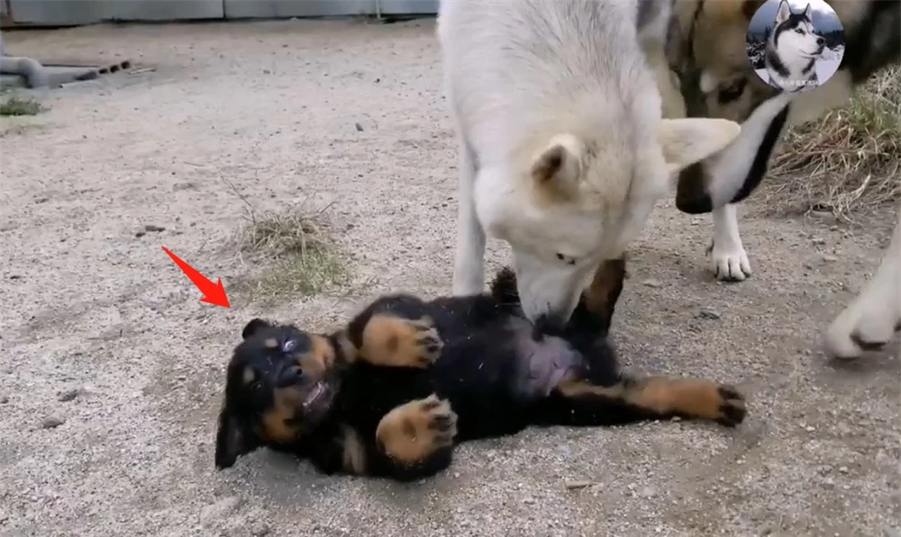 Chó Husky cậy to bắt nạt chó con, 1 năm sau cục diện thay đổi nhìn thấy đối phương là chạy - Ảnh 4.