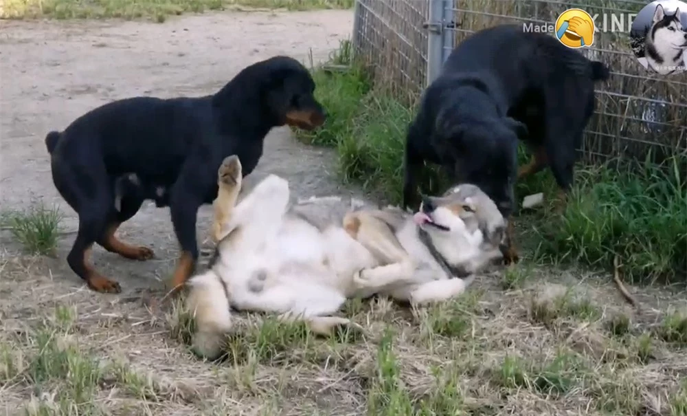 Chó Husky cậy to bắt nạt chó con, 1 năm sau cục diện thay đổi nhìn thấy đối phương là chạy - Ảnh 5.