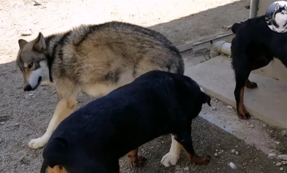 Chó Husky cậy to bắt nạt chó con, 1 năm sau cục diện thay đổi nhìn thấy đối phương là chạy - Ảnh 6.