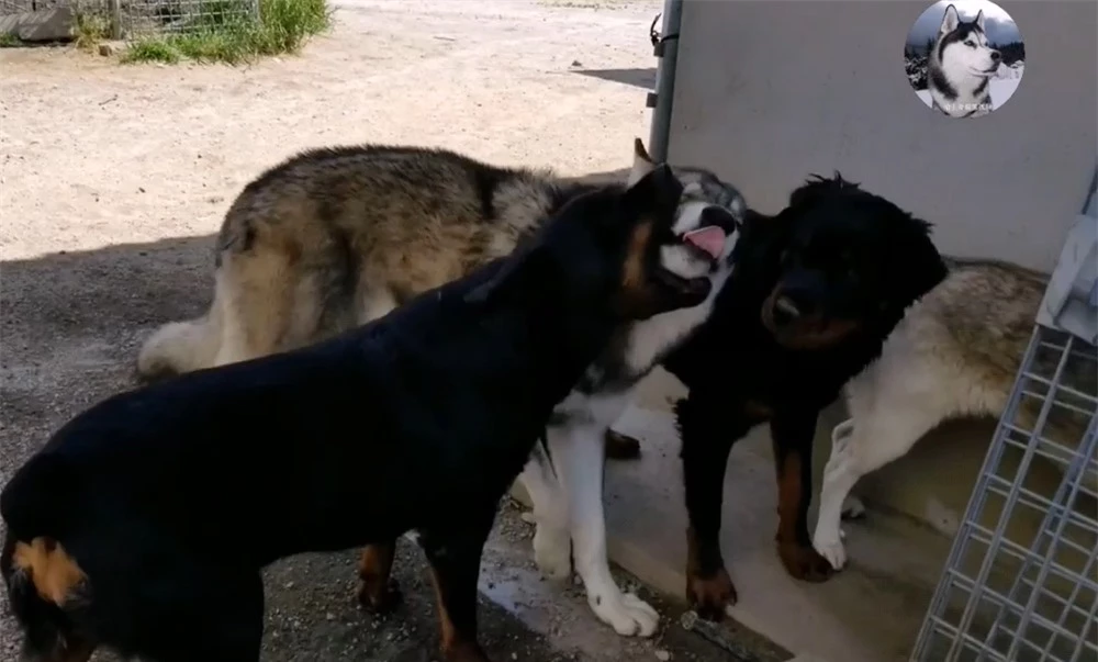 Chó Husky cậy to bắt nạt chó con, 1 năm sau cục diện thay đổi nhìn thấy đối phương là chạy - Ảnh 7.