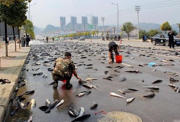 Bí ẩn không lời giải về thành phố ‘mưa cá’ hàng năm
