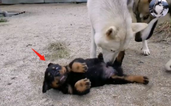 Chó Husky cậy to bắt nạt chó con, 1 năm sau cục diện thay đổi nhìn thấy đối phương là chạy