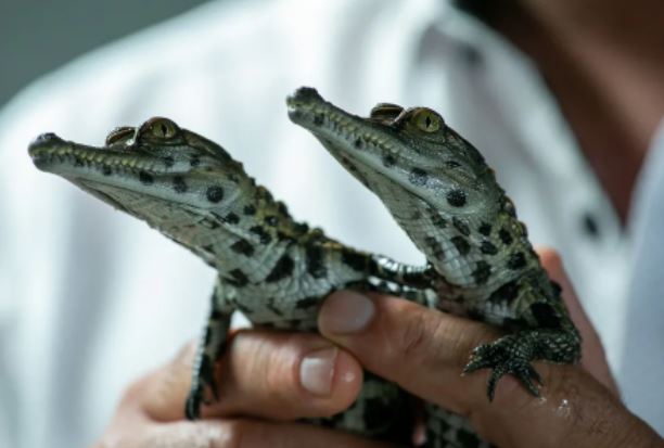 Xấu xí lại hay cắn người, nhiều loài cá sấu và rắn đang bị bỏ mặc cho tuyệt chủng, không ai màng bảo tồn