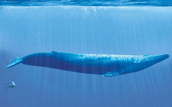 13 bức ảnh về những thứ to hơn bạn nghĩ: Số 10 to như 1 trò đùa, cả thế giới phải nể