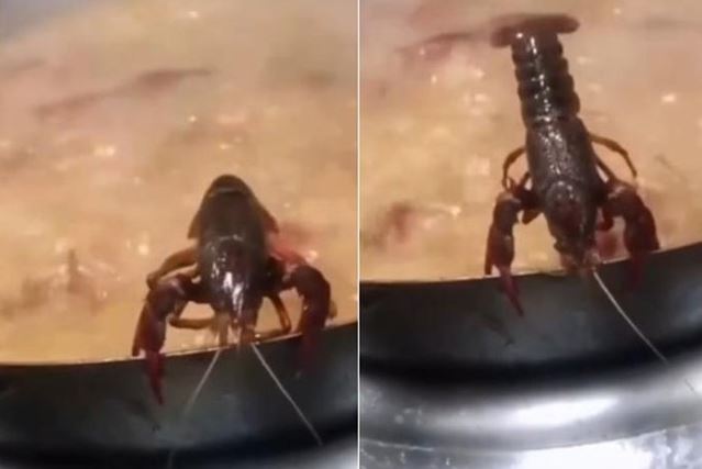 Khát vọng sống mãnh liệt của tôm hùm đất khiến dân mạng xúc động