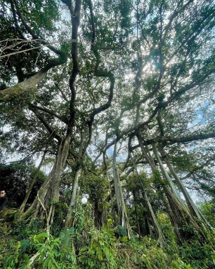Choáng trước vẻ đồ sộ và kỳ vĩ của cây đa ngàn năm ẩn mình giữa bán đảo Sơn Trà - 2