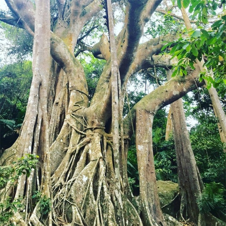 Choáng trước vẻ đồ sộ và kỳ vĩ của cây đa ngàn năm ẩn mình giữa bán đảo Sơn Trà - 5