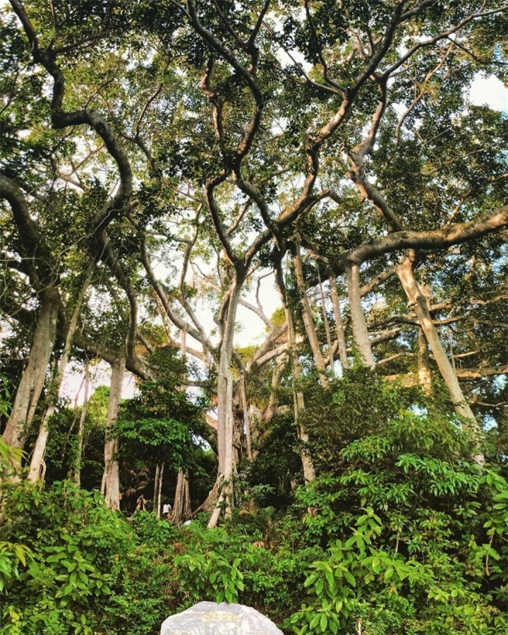 Choáng trước vẻ đồ sộ và kỳ vĩ của cây đa ngàn năm ẩn mình giữa bán đảo Sơn Trà - 6