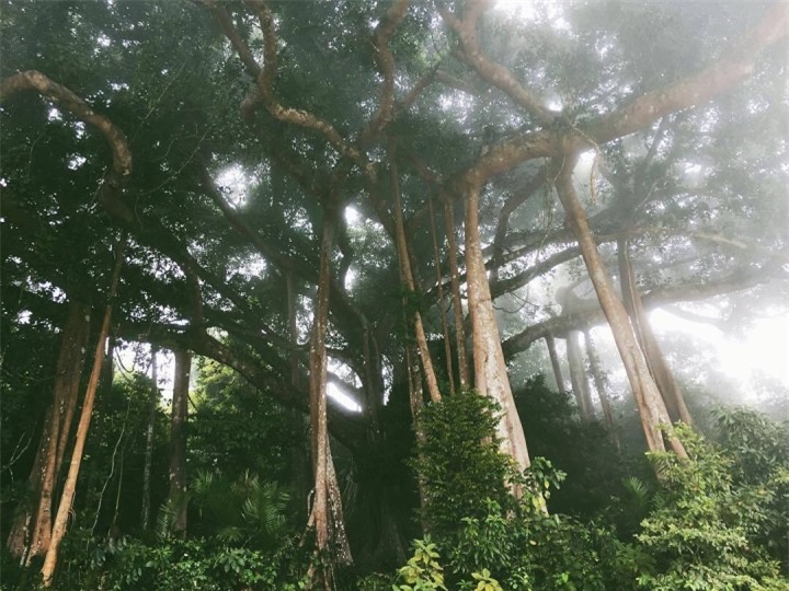 Choáng trước vẻ đồ sộ và kỳ vĩ của cây đa ngàn năm ẩn mình giữa bán đảo Sơn Trà - 7