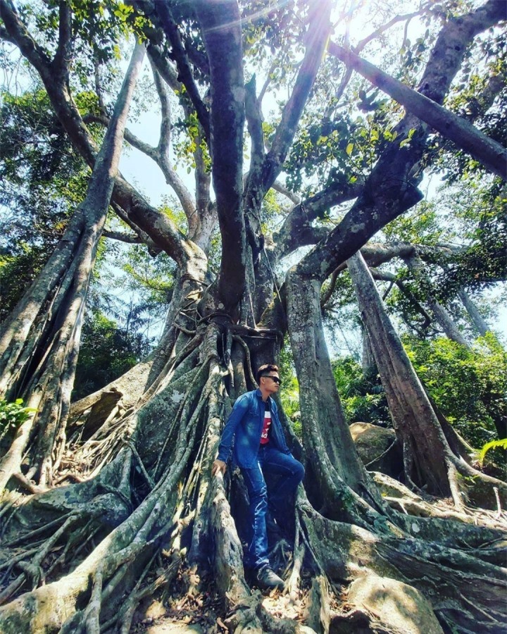 Choáng trước vẻ đồ sộ và kỳ vĩ của cây đa ngàn năm ẩn mình giữa bán đảo Sơn Trà - 8