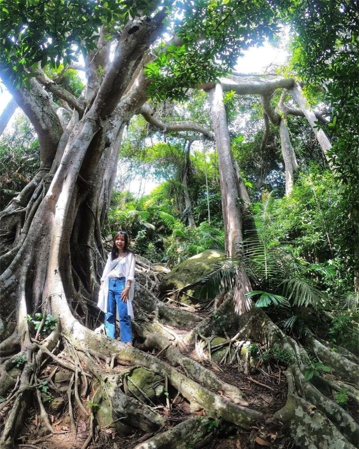 Choáng trước vẻ đồ sộ và kỳ vĩ của cây đa ngàn năm ẩn mình giữa bán đảo Sơn Trà - 9