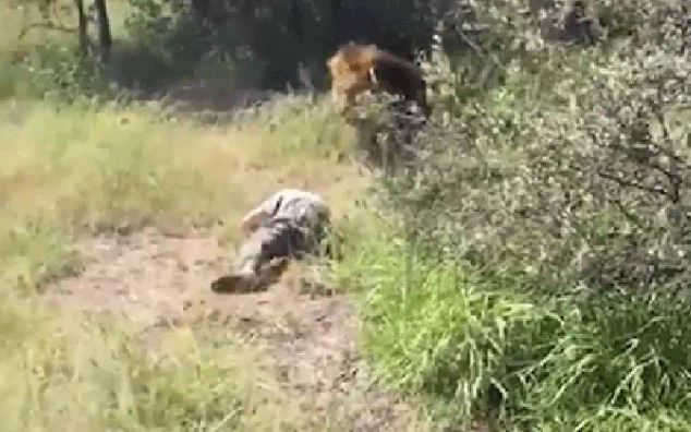 Vào chuồng sư tử, chủ công viên hoang dã bị tấn công, clip hiện trường gây ám ảnh