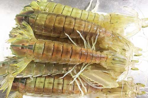 Bề bề chúa quý hiếm, giá 3-4 triệu đồng/kg luôn được giới sành ăn săn lùng