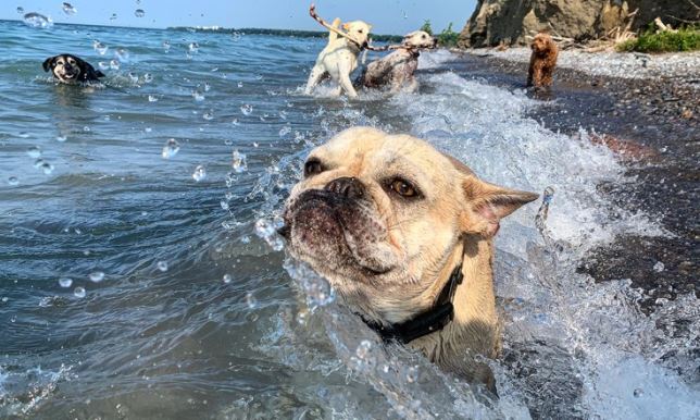 Nòi giống không ảnh hưởng nhiều đến tính khí của chó