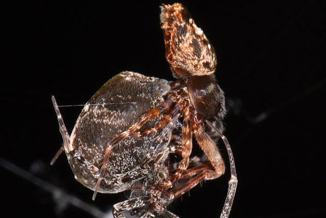 Ly kỳ chuyện nhện cái "xơi tái" nhện đực ngay sau khi ân ái