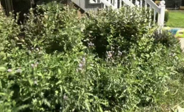 Người đàn ông phát hiện điều nguy hiểm trong vườn nhà, phát hiện sinh vật quý hiếm