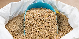 Thức ăn chăn nuôi sắp tăng giá, người dân "khóc ròng"