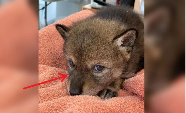 Gia đình cứu “chó con” bị lạc, nuôi được 1 ngày mới tá hoả về thân phận thực sự của nó