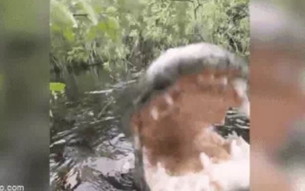 Khoảnh khắc rùng mình cá sấu đớp trực diện về phía người quay phim và cái kết hú hồn