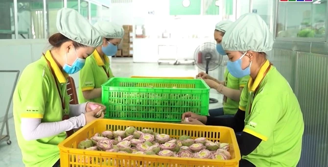 Sản phẩm trà hoa sen sấy khô đạt chứng nhận OCOP của Công ty cổ phần Xuất nhập khẩu Khánh Thu ở huyện Tháp Mười, tỉnh Đồng Tháp.   