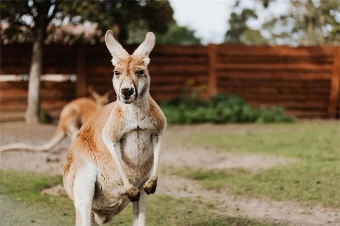 Người phụ nữ bị kangaroo phục kích, đánh tơi tả  - Ảnh 2.