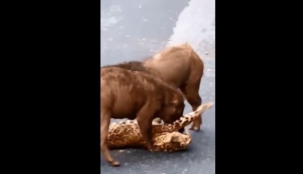 Báo hoa mai bị bầy lợn rừng hung hăng tấn công trên đường, lý do thực sự là gì?