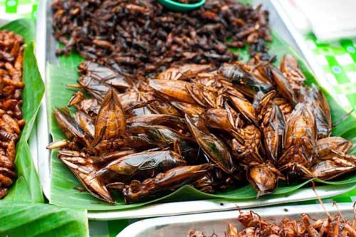 Cà cuống: Món ngon quý hiếm từ sình lầy, không phải ai cũng có cơ hội ăn thử