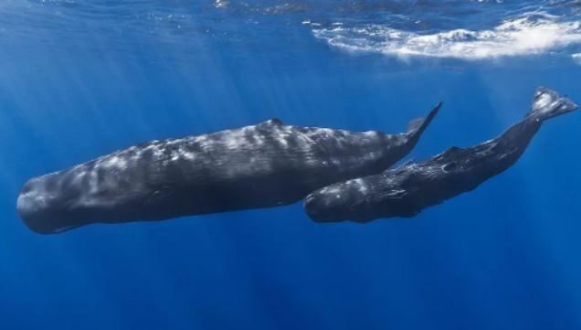 Thứ "gia vị" được vua Anh yêu thích: Hiếm, giá triệu đô, là chất thải của 1 loài cá biển